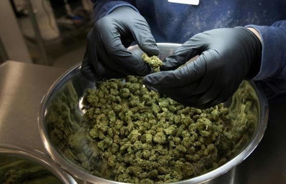  هذه اول دولة تبيع الحشيش في الصيدليات وباشراف الحكومة صورة رقم 4