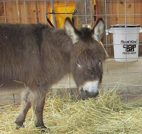 القبض على شاب أمريكي بتهمة صفع حمار صورة رقم 2