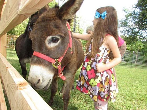 القبض على شاب أمريكي بتهمة صفع حمار صورة رقم 3