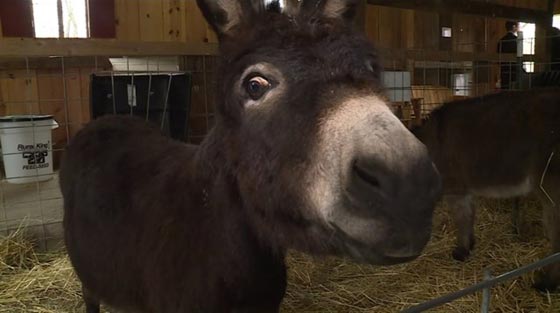 القبض على شاب أمريكي بتهمة صفع حمار صورة رقم 6