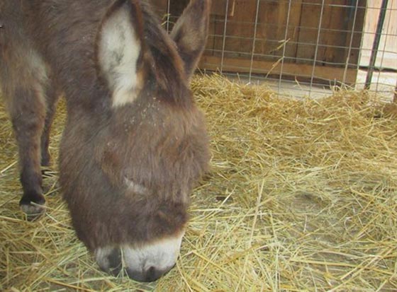 القبض على شاب أمريكي بتهمة صفع حمار صورة رقم 7