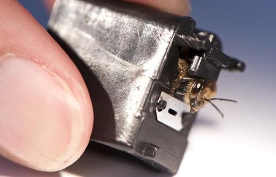 متى كان النحل والبراغيث والعقارب اسلحة تفتك بالناس في الحروب؟ صورة رقم 7