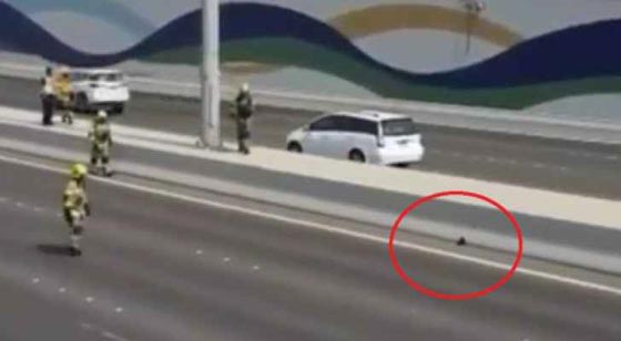 فريق الانقاذ في أبو ظبي يستنفر لمهمة غير عادية.. ونجت القطة! فيديو صورة رقم 1