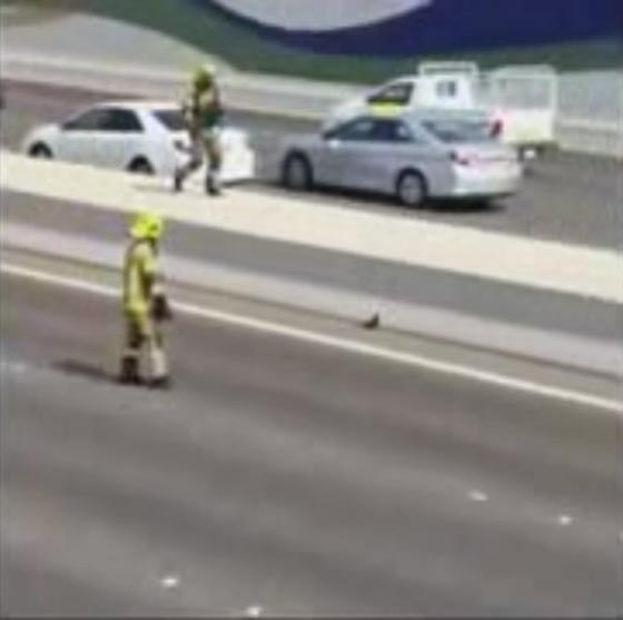 فريق الانقاذ في أبو ظبي يستنفر لمهمة غير عادية.. ونجت القطة! فيديو صورة رقم 4