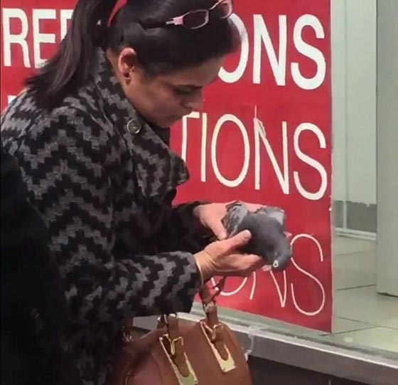 فيديو مذهل.. سيدة تحاول إنقاذ حياة حمامة بالتنفس الصناعي صورة رقم 2