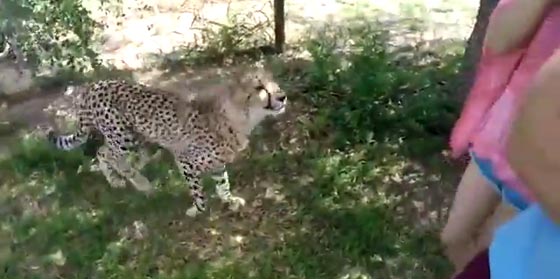 لحظات مرعبة.. فهد ينقض على سائحة في محمية طبيعية والحارس ينقذها صورة رقم 1