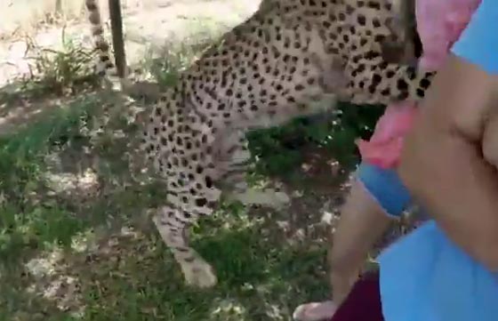 لحظات مرعبة.. فهد ينقض على سائحة في محمية طبيعية والحارس ينقذها صورة رقم 2