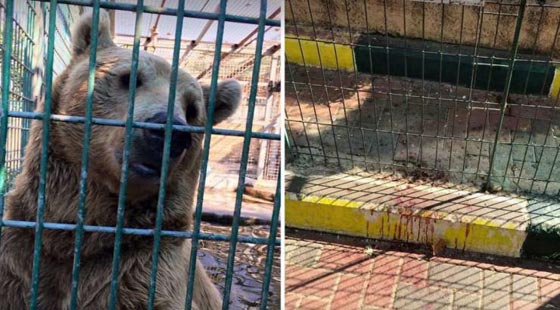 دب يلتهم يد طفل فلسطيني في حديقة حيوان بالضفة الغربية صورة رقم 2