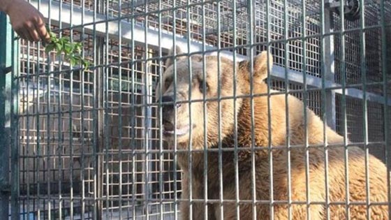 دب يلتهم يد طفل فلسطيني في حديقة حيوان بالضفة الغربية صورة رقم 1