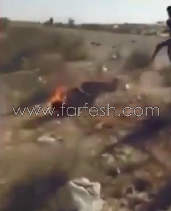 قبيلة في سيناء تعدم قياديا داعشيا حرقا وتدعو القبائل للتخلص من هذا التنظيم صورة رقم 1