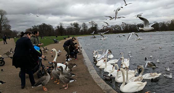   إطعام طيور النورس تعتبر جريمة في بلدات ساحلية بريطانية  صورة رقم 5