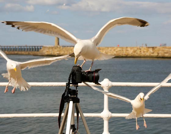   إطعام طيور النورس تعتبر جريمة في بلدات ساحلية بريطانية  صورة رقم 7