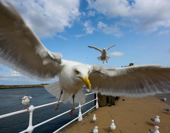   إطعام طيور النورس تعتبر جريمة في بلدات ساحلية بريطانية  صورة رقم 8