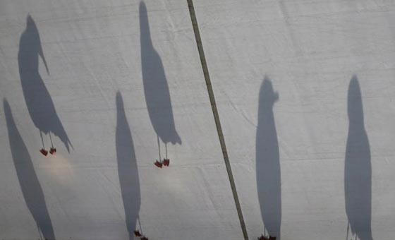   إطعام طيور النورس تعتبر جريمة في بلدات ساحلية بريطانية  صورة رقم 9