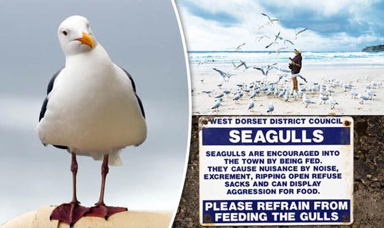   إطعام طيور النورس تعتبر جريمة في بلدات ساحلية بريطانية  صورة رقم 1