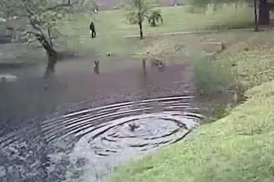 فيديو يحبس الانفاس.. شرطي شجاع ينقذ طفلاً من الغرق صورة رقم 4