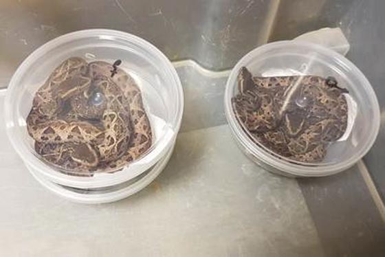 القبض على مسافر روسي احتوت أمتعته على حيوانات زاحفة وصراصير صورة رقم 2