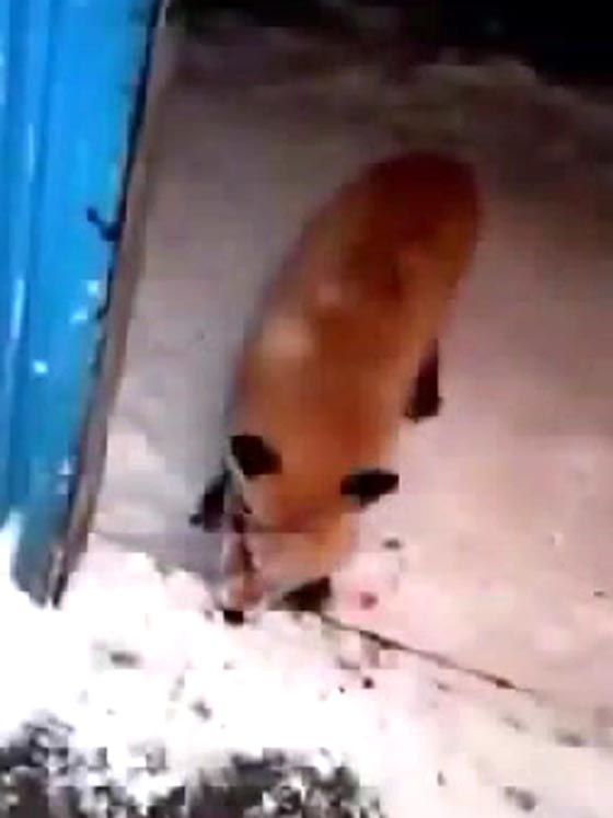 ثعلب يحاول اقتحام منزل رجل روسي على طريقة الزومبي.. فيديو صورة رقم 1