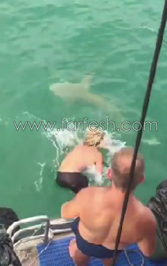 بالفيديو.. قتال عنيف بين سمكة قرش ورجل أسترالي صورة رقم 2