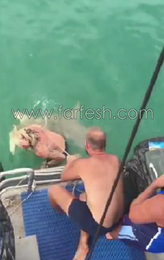 بالفيديو.. قتال عنيف بين سمكة قرش ورجل أسترالي صورة رقم 6