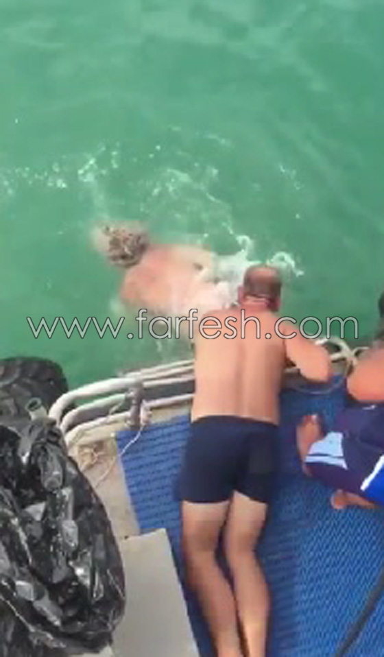 بالفيديو.. قتال عنيف بين سمكة قرش ورجل أسترالي صورة رقم 7