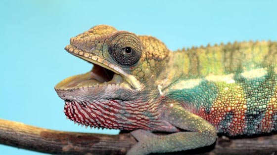 دعوة اهالي فلوريدا لتسليم حيواناتهم الغريبة للسلطات المختصة صورة رقم 1