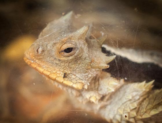دعوة اهالي فلوريدا لتسليم حيواناتهم الغريبة للسلطات المختصة صورة رقم 2