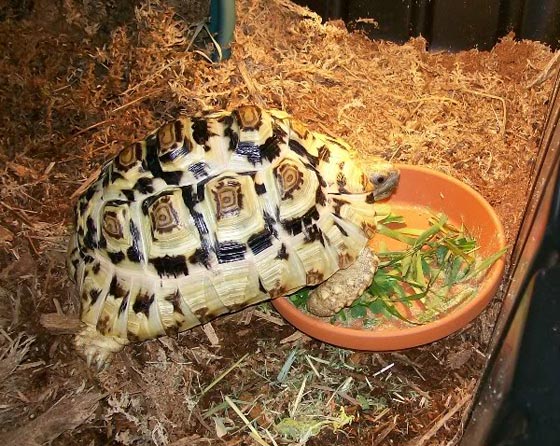 دعوة اهالي فلوريدا لتسليم حيواناتهم الغريبة للسلطات المختصة صورة رقم 3