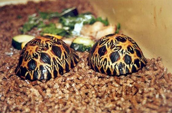 دعوة اهالي فلوريدا لتسليم حيواناتهم الغريبة للسلطات المختصة صورة رقم 4