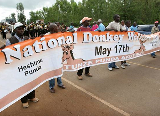 في اليوم العالمي للحمير.. 59 مليون حمارا تعمل للانسان دون تذمر! صورة رقم 2