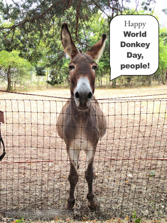 في اليوم العالمي للحمير.. 59 مليون حمارا تعمل للانسان دون تذمر! صورة رقم 4