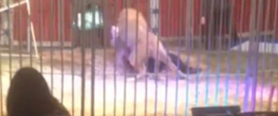 عرض للسيرك يتحول الى فاجعة مرعبة عندما هاجم الاسد مدرّبه.. فيديو صورة رقم 1