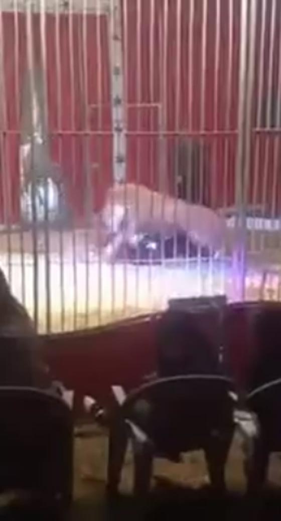 عرض للسيرك يتحول الى فاجعة مرعبة عندما هاجم الاسد مدرّبه.. فيديو صورة رقم 3