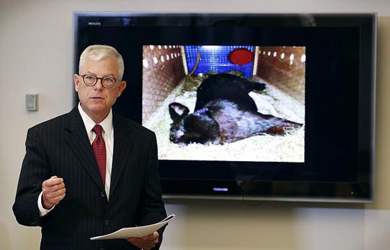  فضيحة ثالثة تلاحق يونايتد ايرلاينز وارنب نافق في الثلاجة صورة رقم 1