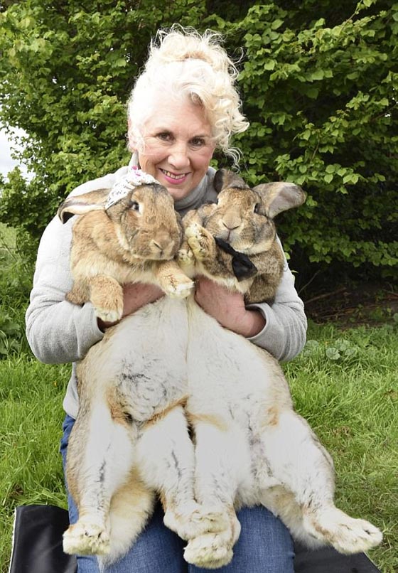  فضيحة ثالثة تلاحق يونايتد ايرلاينز وارنب نافق في الثلاجة صورة رقم 4