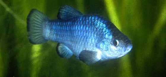 5 حيوانات انقرضت لأسباب سخيفة او بسبب غباء الانسان! صورة رقم 2