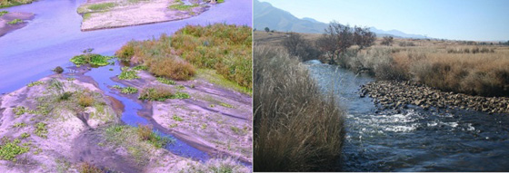  تماسيح تفترس قسيساً وهو يحاول المشي على الماء ليقلد المسيح صورة رقم 1