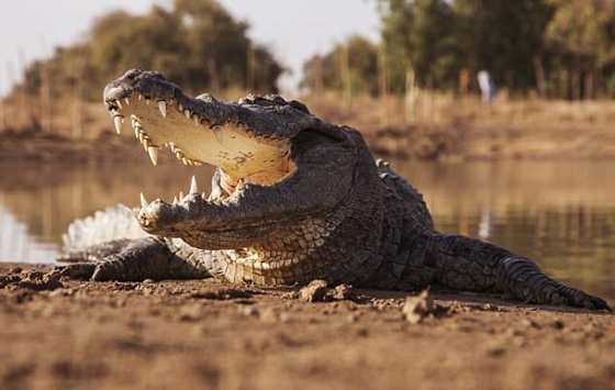  تماسيح تفترس قسيساً وهو يحاول المشي على الماء ليقلد المسيح صورة رقم 4