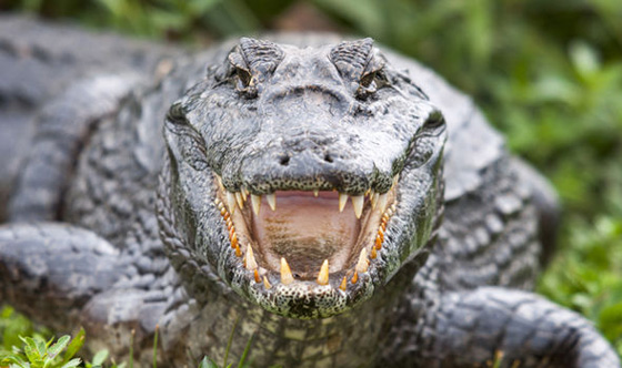  تماسيح تفترس قسيساً وهو يحاول المشي على الماء ليقلد المسيح صورة رقم 6