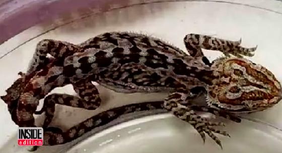 ماذا فعلت السحلية بسائقة مخمورة؟ شاهد الفيديو صورة رقم 2