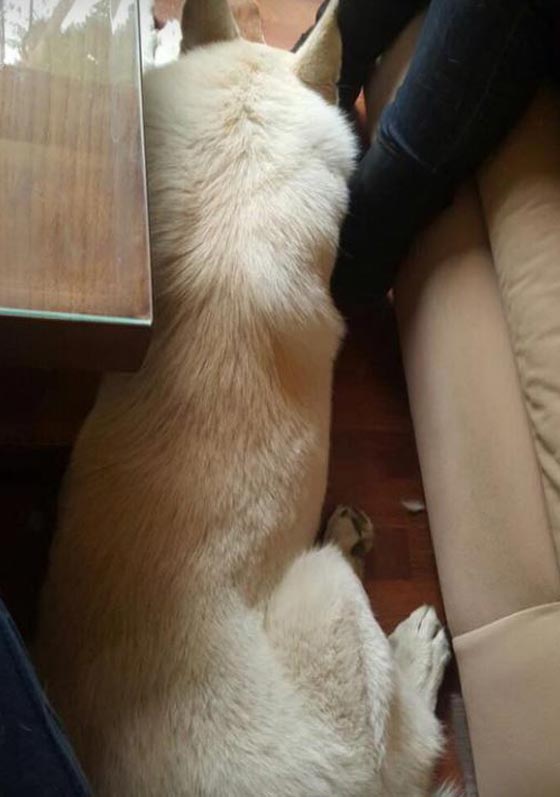 فتاة مصرية تخاطب الحيوانات عن طريق التخاطر وتترجم اقوالها.. صور صورة رقم 6