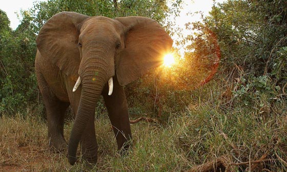 صياد يقتل فيلا وجثته الضخمة المتهاوية تسحق صيادا آخر تحتها! صورة رقم 6