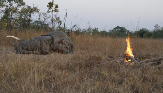 صياد يقتل فيلا وجثته الضخمة المتهاوية تسحق صيادا آخر تحتها! صورة رقم 2