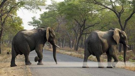 صياد يقتل فيلا وجثته الضخمة المتهاوية تسحق صيادا آخر تحتها! صورة رقم 5