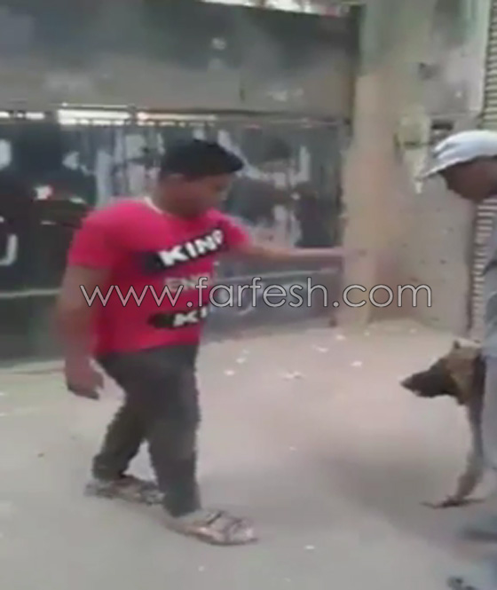 فيديو مذهل: طفل مصري شجاع يصارع كلب مفترس ويهزمه ويشل حركته! صورة رقم 1