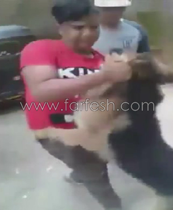 فيديو مذهل: طفل مصري شجاع يصارع كلب مفترس ويهزمه ويشل حركته! صورة رقم 4