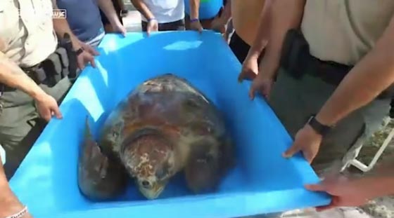 بالفيديو.. إعادة السلحفاة العملاقة إلى البحر صورة رقم 1