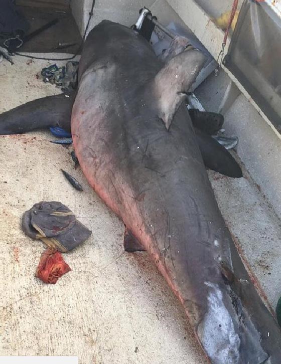  لحظات رعب عاشها صياد حين قفزت سمكة قرش الى قاربه وطرحته ارضا صورة رقم 3