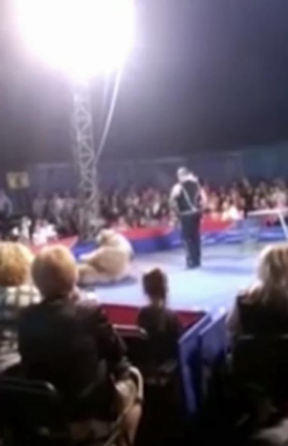 فيديو مرعب.. دب هائج يهاجم الحضور في سيرك صورة رقم 1