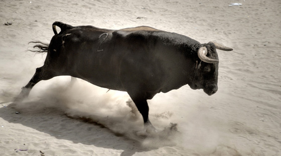 اصابة 12 مشاركا في مهرجان مصارعة الثيران في البيرو.. فيديو صورة رقم 1